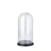 Églantine - Cloche en verre et socle noir