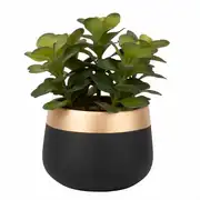 Succulente artificielle et pot en céramique noire et dorée