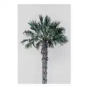 Affiche coconut palm sans cadre 30x45 cm