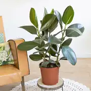 Ficus Caoutchouc 3 branches sans cache-pot