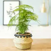 Aspargus plante d'intérieur résistante avec cache-pot