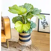 Calathea plante d'intérieur tropicale avec cache-pot