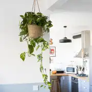Plante liane dépolluante XXL sans cache-pot