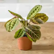 Plante prière sans cache-pot