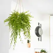 Plante pour suspension sans cache-pot