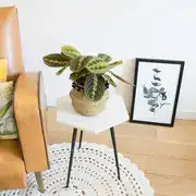 Plante prière avec cache-pot