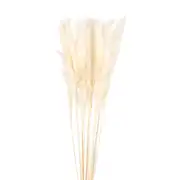 Bouquet de plumeaux séchés